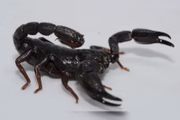 Escorpião preto