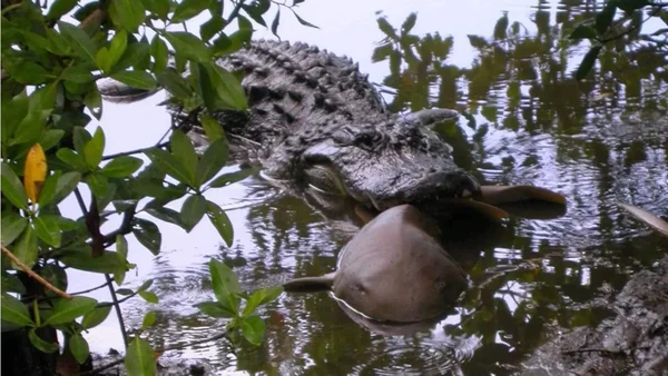 Imagem colorida de um jacaré comendo um tubarão - Metrópoles