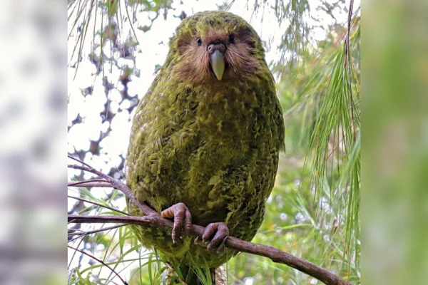 Foto de kakapo, papagaio raro