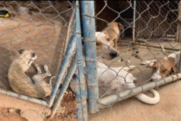 Polícia resgata mais de 10 cães vítimas de maus-tratos em Goiás