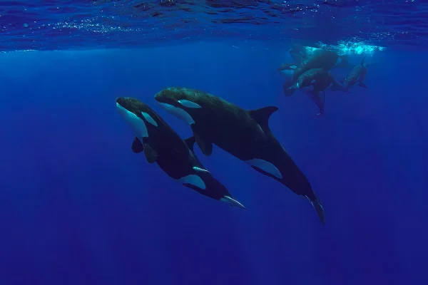Imagem colorida de baleias orcas - Metrópoles