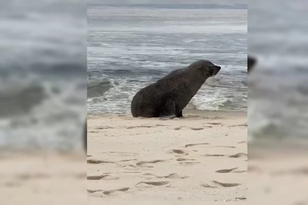 Imagem colorida do lobo-marinho Joca avistado em Maricá (RJ)