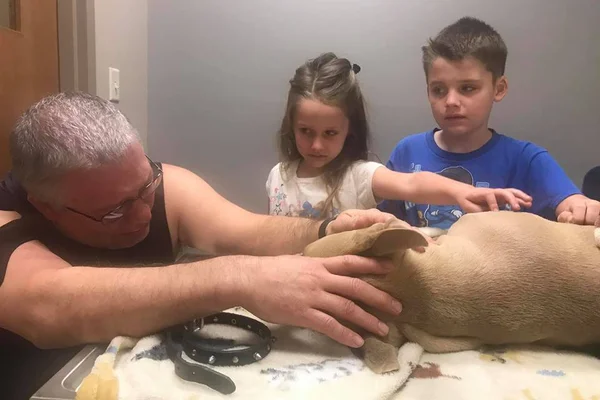 Pitbull morre após salvar crianças de serpente venenosa