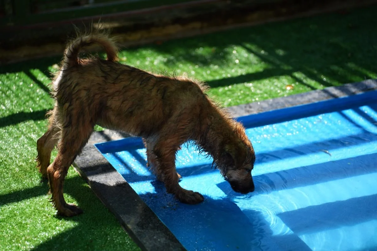 “Impostor Alemão” e mais: Prefeitura de SP terá feira de adoção de animais - imagem 7 “Impostor Alemão” e mais: Prefeitura de SP terá feira de adoção de animais - imagem 7