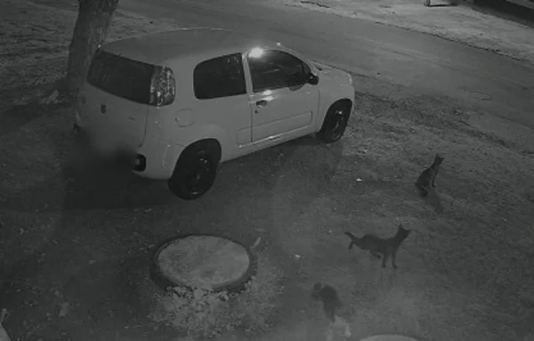 Vídeo: casal é flagrado abandonando gatos em rua do DF