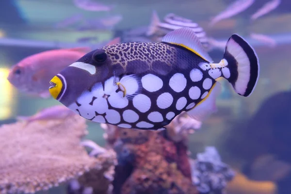 Eles também são pets: 5 dicas importantes antes de comprar um peixe