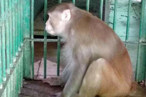 Macaco alcoólatra Índia