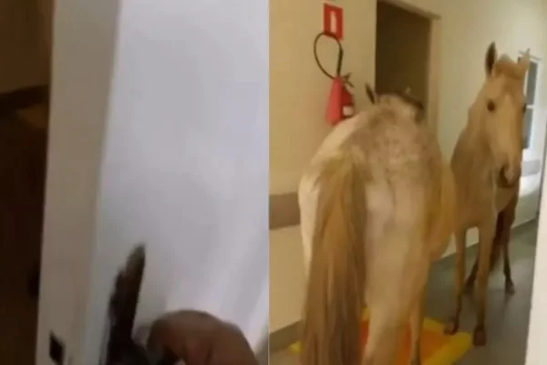 Imagem colorida de cavalo em hospital - Metrópoles