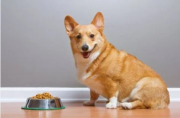 Foto ilustrativa de cachorro da raça Corgui olhando para a câmera com pote de ração ao lado - Metrópoles