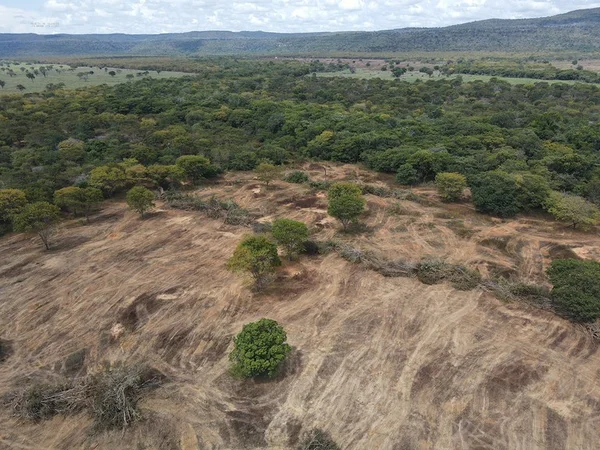 Bahia: Ibama embarga 3.380 hectares de caatinga desmatados ilegalmente