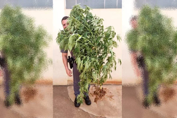 Padre denuncia e polícia retira pé de maconha plantado ao lado de igreja