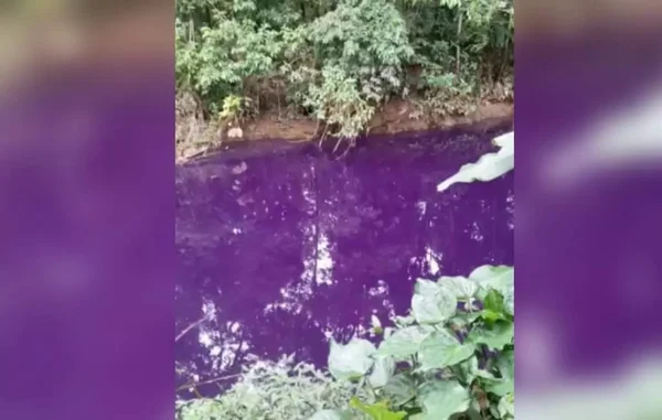 rio roxo joinville