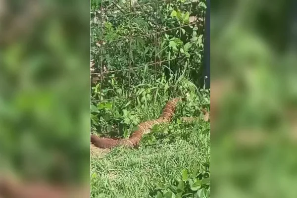 Imagem colorida de cobra cascavel em Maringá - Metrópoles