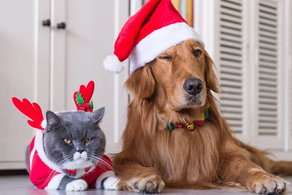 Natal à prova de pets: veja sete opções de árvores alternativas