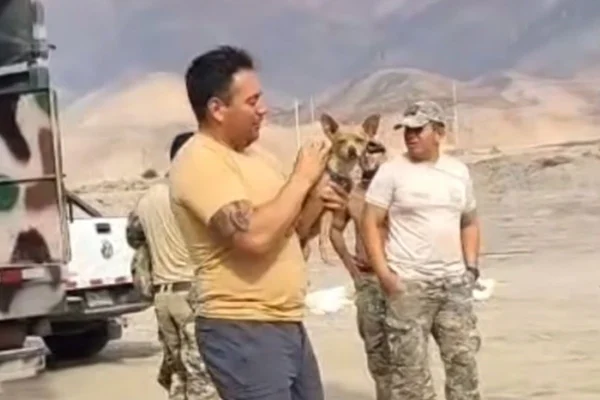 Foto colorida de socorristas resgatando o animal dos destroços do helicóptero - Metrópoles