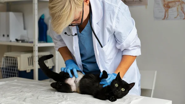 Gato no veterinário