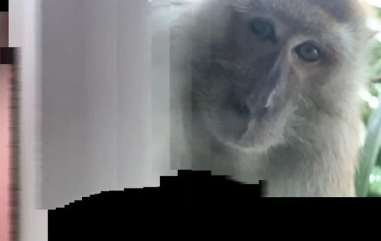 Um macaco tomou conta de um celular de um morador da Malásia Um macaco tomou conta de um celular de um morador da Malásia