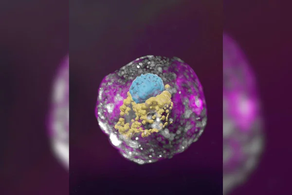 Imagem colorida de embrião feito em laboratório - Metrópoles