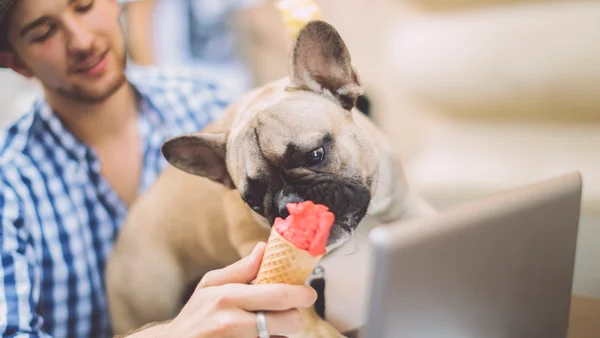 cachorro tomando sorvete