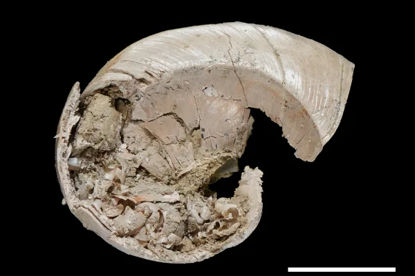 Imagem colorida mostra concha de caracol fossilizada com filhote dentro - Metrópoles