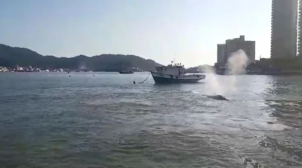 Baleias nadam perto do Porto de Santos, litoral sul de São Paulo - Metrópoles