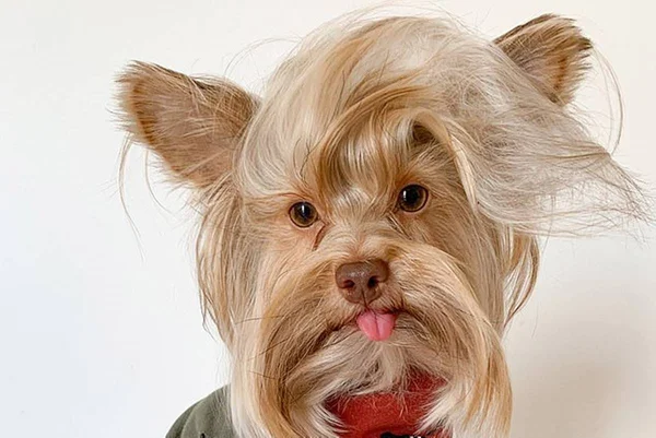 Cachorro com topete de Elvis Presley