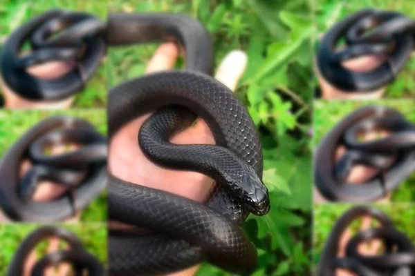 No DF, traficantes de animais oferecem serviço delivery de serpentes