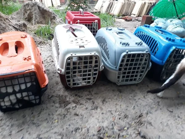 Pelo menos 20 gatos são achados mortos ao lado de escola