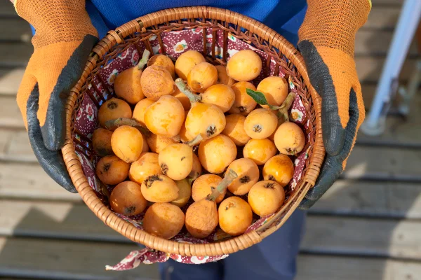 Foto colorida de várias nêsperas em recipiente redondo - Nêspera: entenda como a fruta pode reduzir inflamação no fígado - Metrópoles