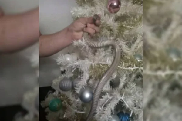 Cobra é achada em árvore de Natal, na Austrália