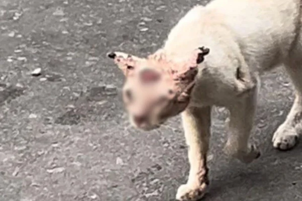 Foto colorida e borradade gato infectado por esporotricose em Manaus - Metrópoles