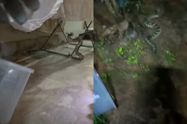 Cascavel invade casa no Park Way e é capturada por bombeiros