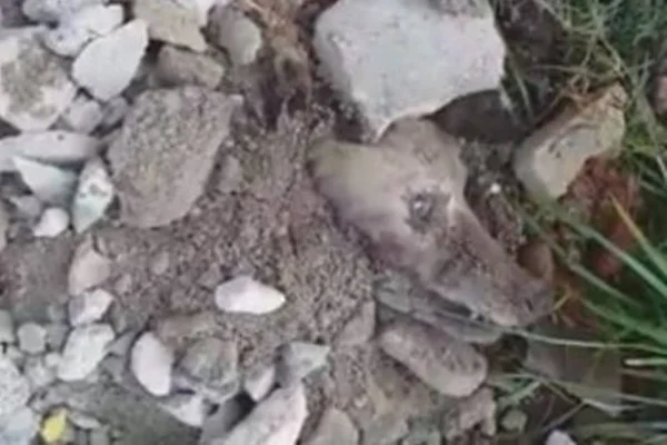 Polícia investiga caso de cachorro enterrado vivo