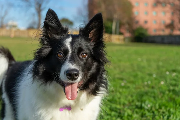border collie na grama
