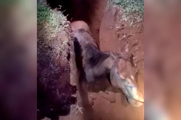 DF: bombeiros salvam cavalo que caiu em vala em São Sebastião