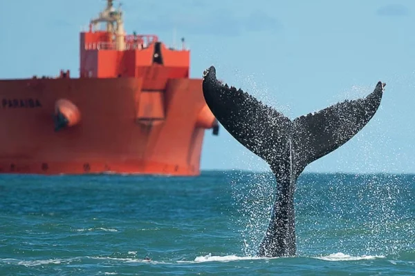 Imagem mostra cauda de baleia fora da água, com navio ao fundo - Metrópoles