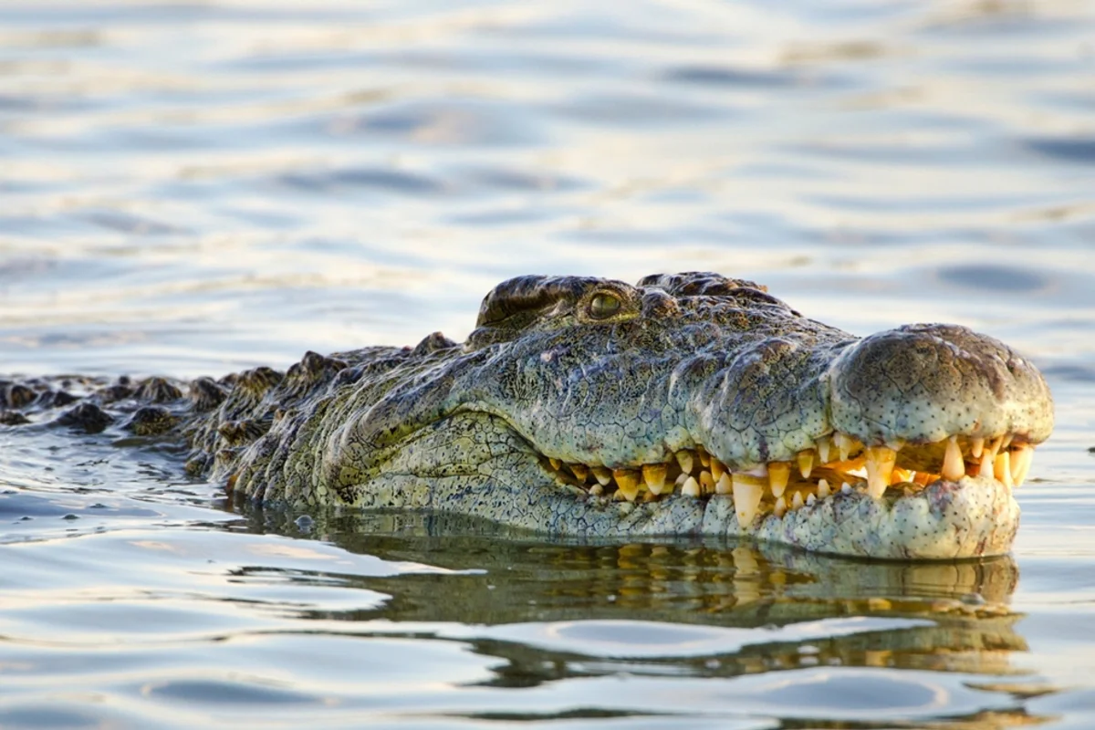 Menino atacado por crocodilo passa por 7 cirurgias e 'sorri novamente'