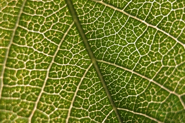 Foto colorida e com zoom da superfície de uma planta. -metrópoles