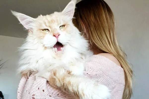 Bombou! Gato gigante conquista a web