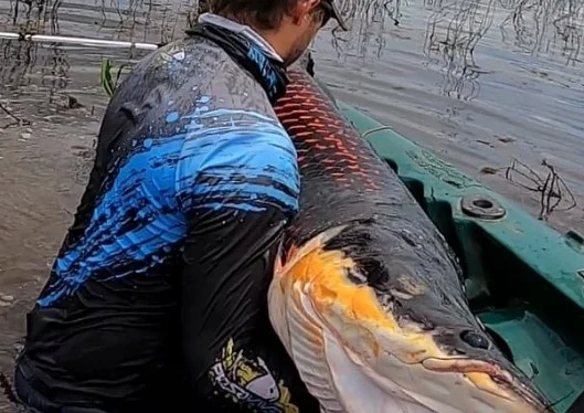 pirarucu de 100 kg