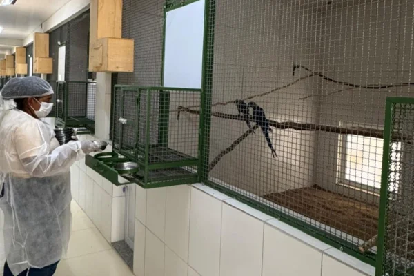 Criadouro Ararinha-azul funcionária cuidando da alimentação das aves - Metrópoles