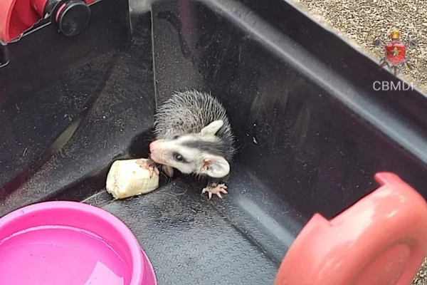 Sozinho, filhote de saruê é resgatado e levado a hospital veterinário