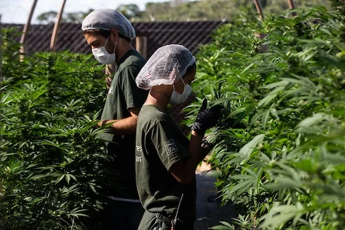 EUA: produtos com maconha passam a ser legais em Minnesota nesta sexta