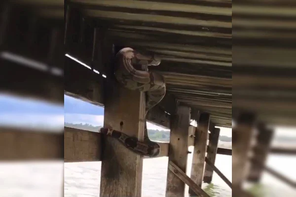 Vídeo: banhistas flagram jiboia enrolada em píer da Ermida Dom Bosco