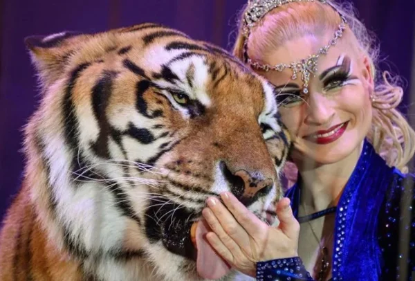 Tigre é morto após escapar da jaula e ferir homem na Alemanha