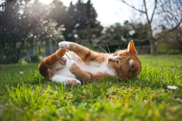 Foto colorida gato deitado na grama