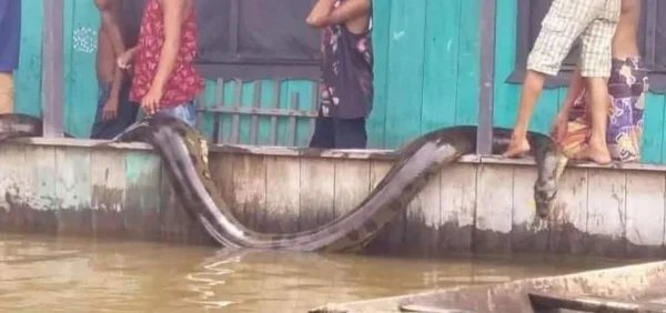 foto colorida de sucuri gigante