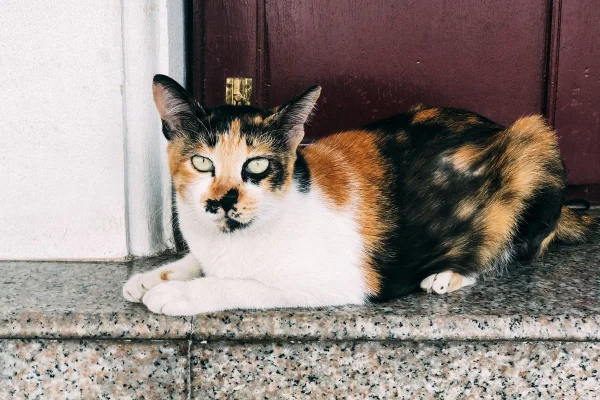 Close-up de um gato encarando a câmera