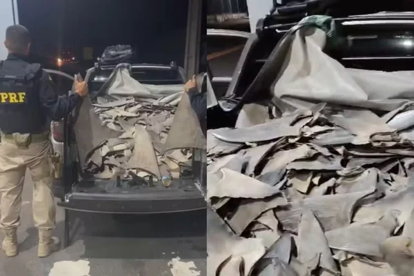 Imagem colorida, PRF apreende 260 kg - Metrópoles