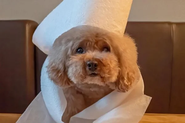 Pets fazem desafio do papel higiênico